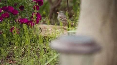 White-Crowned Sparrow bird hops around garden Stock Footage 268892279