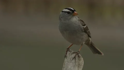 White-crowned sparrow, bird, on perch, 4k Stock Footage 153053142