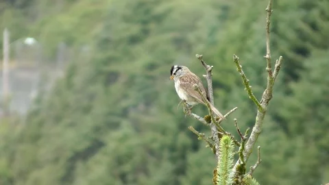 White crowned sparrow on branch and fly away Stock Footage 223227361