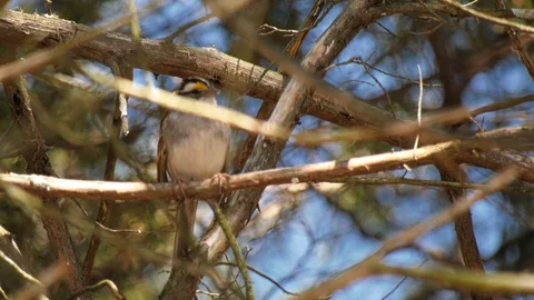 White crowned sparrow Stock Footage 105885579