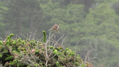 White-crowned Sparrow Stock Footage 154874143