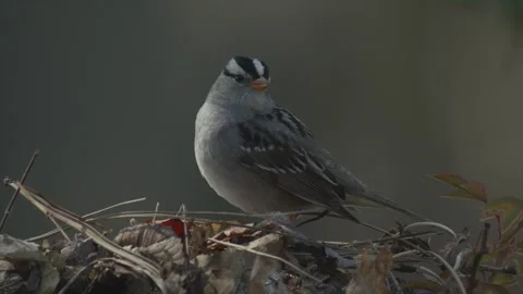 White-crowned sparrow on leaves, 2k Stock Footage 153116276