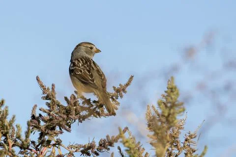 White crowned sparrow looking to the side. Stock Photos