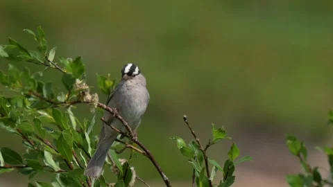 White Crowned Sparrow perched on a branch while the wind blows during the Stock Footage 203706774