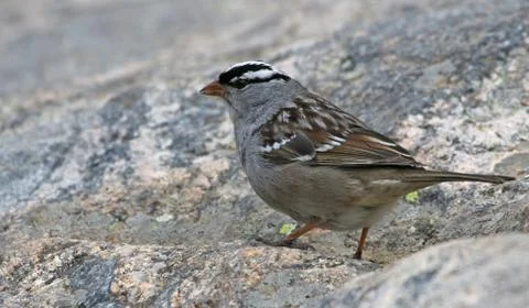 White-crowned Sparrow Stock Photos