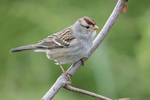 White-crowned sparrow Foto stock