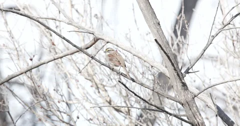 White Crowned Sparrow Sitting in a Tree Stock Footage 240570994
