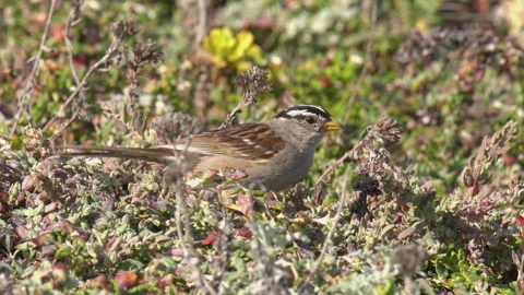 The white-crowned sparrow,  small bird eating seeds Stock Footage 154025093
