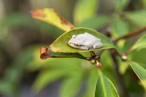 White Cuban Tree Frog Stock Photos