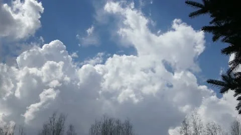 White Cumulus Clouds And Spruce Branches Stock Footage 10920757