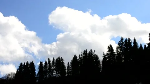White cumulus clouds move on blue sky above fir tree silhouettes Stock Footage 51058216