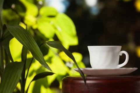 White cup of coffee or tea on a wooden table over blurred tree with sun light Stock Photos