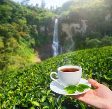White cup with tea in hand on background of green tea plantation and mountain Foto stock