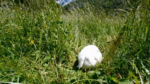 White curious fluffy dwarf Bunny exploring the mountain high grass meadow. Stock Footage 123248682