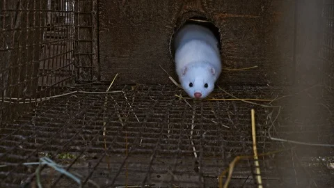White curious mink Stock Footage 89661273