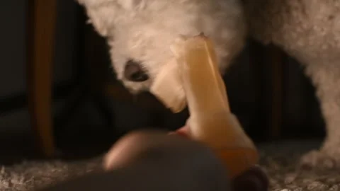 A white curly Bichon Frise gnaws its treat on the carpet. Stock-Footage 313507124