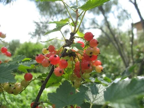 White currant berries. macro Stock Photos