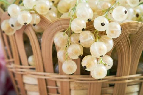 White currant berries Stock Photos