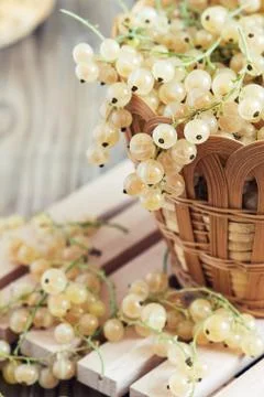 White currant berries Stock Photos