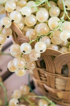 White currant berries Stock Photos