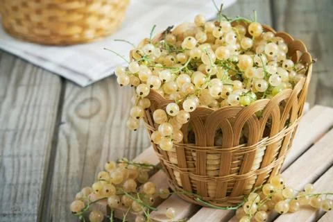 White currant berries Stock Photos