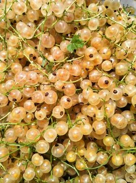 White currant berries Stock Photos