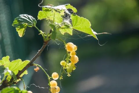 White currant at a branch Stock Photos