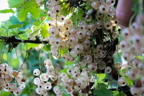 White currant on a bush 2 Stock Photos