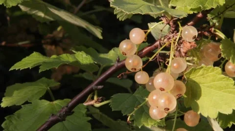 White Currant Stock Footage