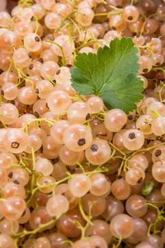 White currant with green leaf as background.. Stock Photos