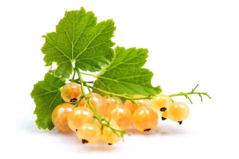 White currant isolated on white background, full depth of field 스톡 사진