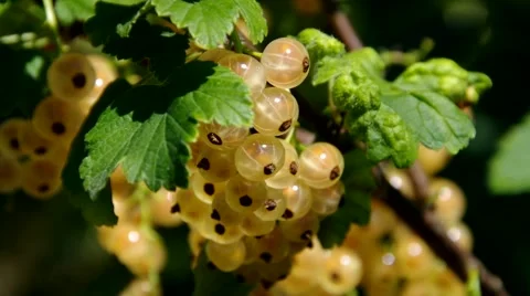White currant on plant Stock Footage 65179127