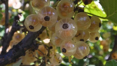 White currant ( ribes gracile )called pink currant or rose currant. Ribes Stock Footage 115768226