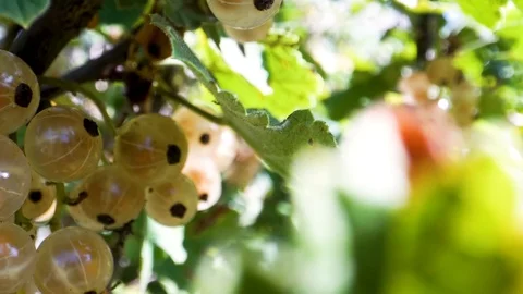 White currant ( ribes gracile )called pink currant or rose currant. Ribes Video stock 115768307