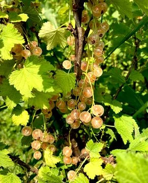 White currant Ribes niveum close-up photo. Stock Photos