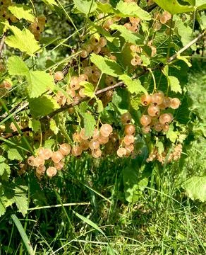 White currant Ribes niveum close-up photo. Stock Photos
