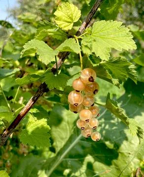 White currant Ribes niveum close-up photo. Stock Photos