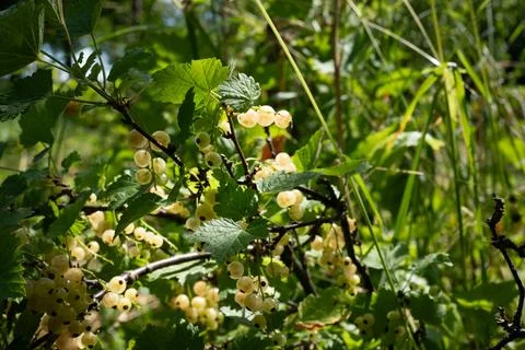 White currant ( Ribes rubrum ) Stock Photos