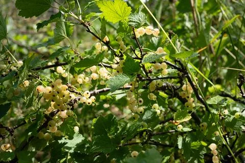 White currant ( Ribes rubrum ) Stock Photos