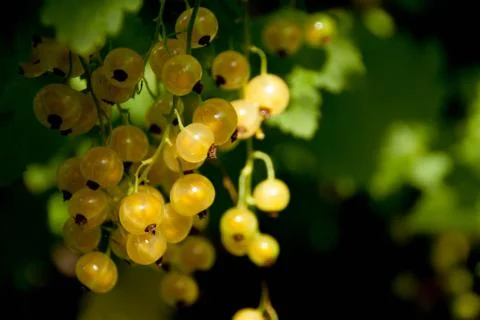 The white currant , sometimes called the pink or yellow Stock Photos