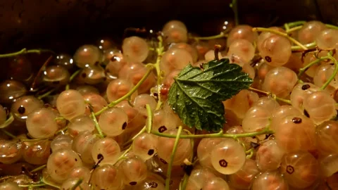 White currant is washed Stock Footage 256109648