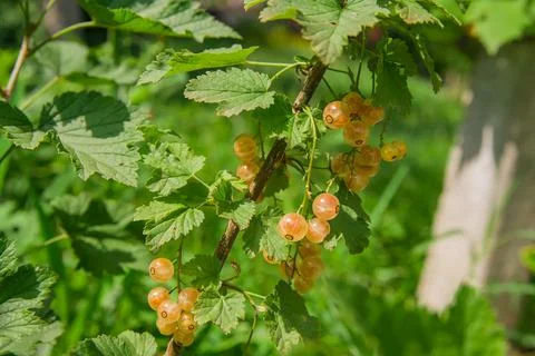 The white currant , whitecurrant, sometimes called the pink or yellow currant Foto stock