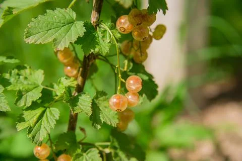 The white currant , whitecurrant, sometimes called the pink or yellow currant Stock Photos