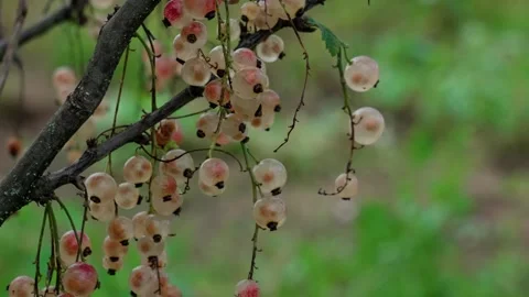 White currants Stock Footage 316851493