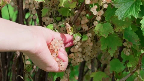 White currants Stock Footage 316851497