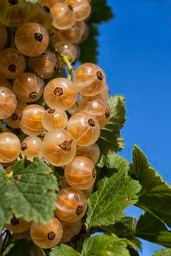 White currants Stock Photos