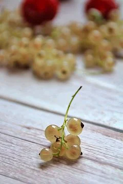 White currants Stock Photos