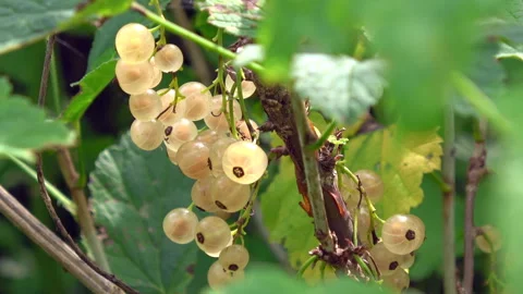 White current berries Stock Footage 313819871