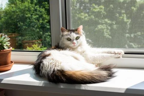 White cute cat basks in the sun Stock Photos