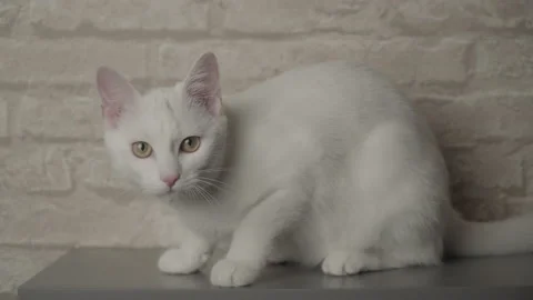 White cute cat eating some goods at shelf in front of brick wall SLOG2 動画素材 147883714